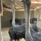 Ostrich 'Emu'