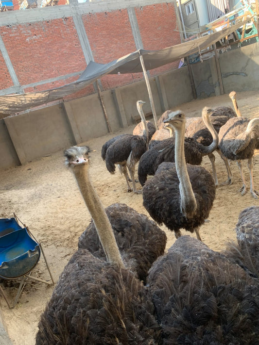 Ostrich 'Emu'