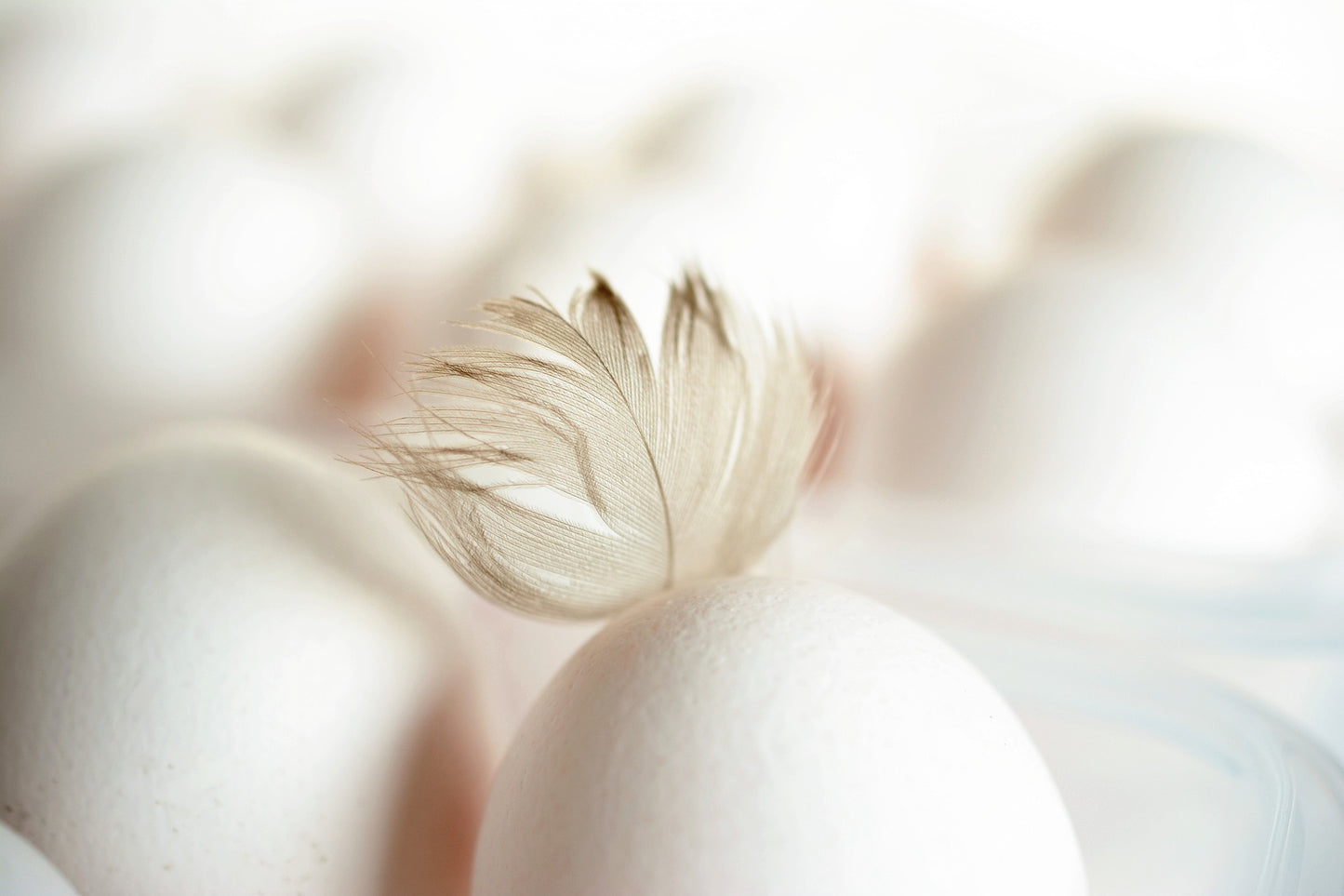 Organic Eggs 'White'
