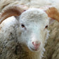 Mutton Lamb