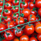 Cherry Tomato